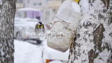 冬天降雪时，鸟雀从喂食者那里吃